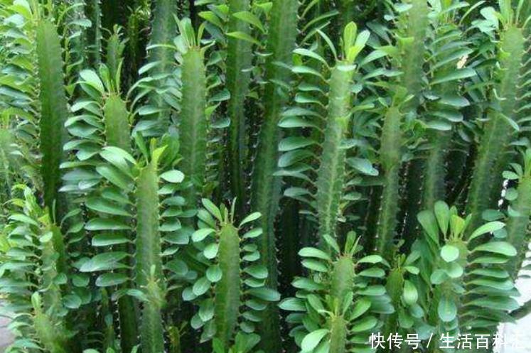  『一看』养花万万别乱养？4种花放在客厅，旺运又招财，有钱人一看就懂！