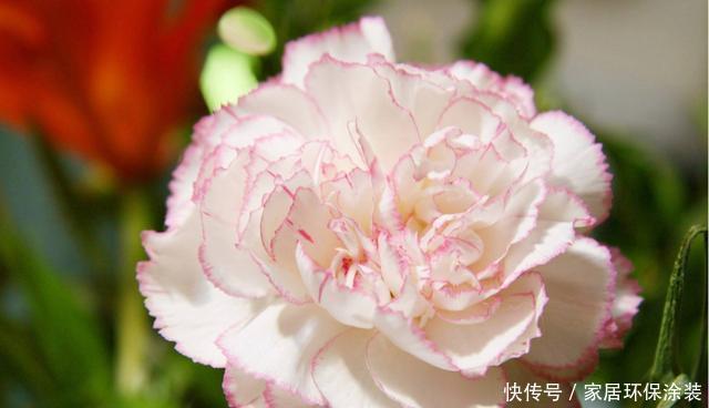  「韵味」3种花适合家养，四季开花爆盆简单，开花韵味十足，家里养出花园