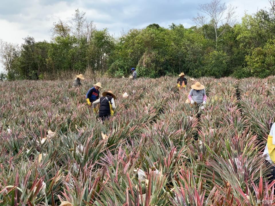  菠萝■2020年，劳作在海南的菠萝地海