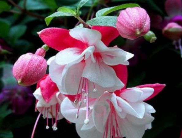 『美爆』这几种花,一开就美爆,沾土就活,好养又漂亮,阳台变成百花园!