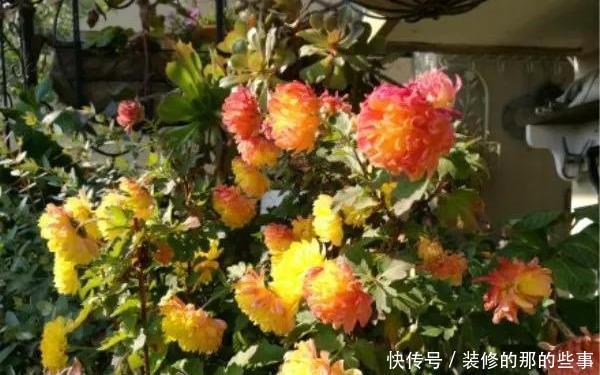次水就行@阳台变花园,8种花现在养,半个月就爆满阳台,长的飞快花也多