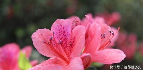  「难养」杜鹃花太难养，来盆毛杜鹃，皮实好养，谁都能养爆盆