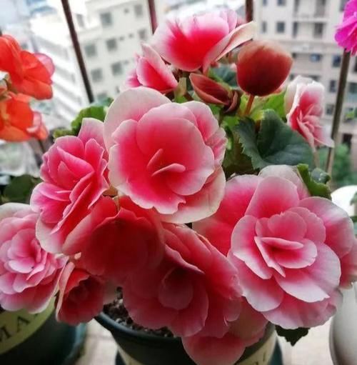  一大：6种花好看不用买，蹭掉的叶子插土里，3个月长出一大盆！