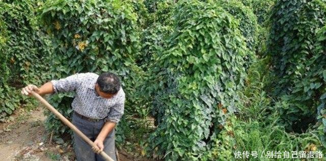 农民大爷在自家地里挖“水沟”，每天挖出300元