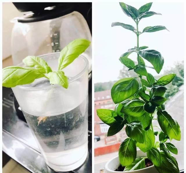  #室内#剪一段有个节点的枝条，浸泡水里就能生根，这几种植物适合室内养