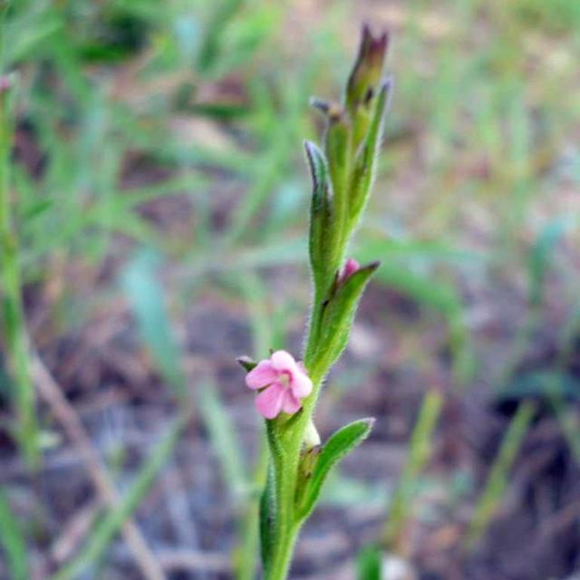  「杂草」比黄金还贵的植物，长在农村很少人认识，常被农民当杂
