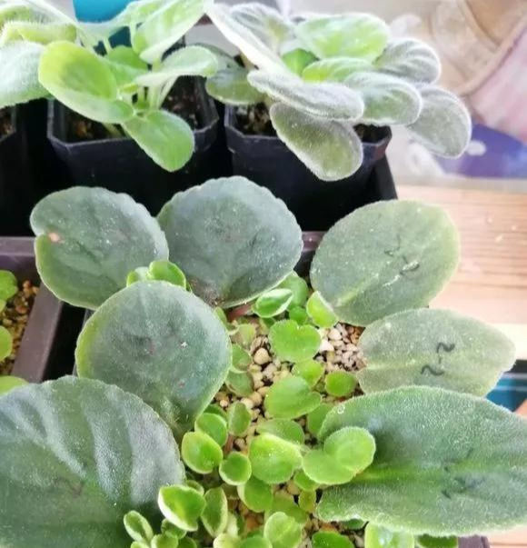  家里■这6种花,碰掉的叶片都能长出一盆,实在太好养,家里必须放一盆