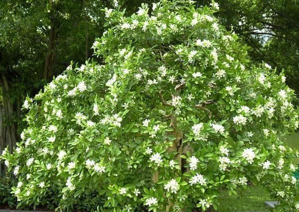 回家@这“3种植物”,1年就能木质化,越老越有价值,回家养了有福气!