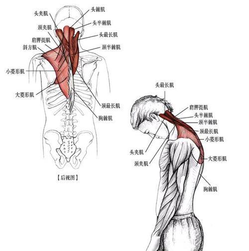 热巴的蝴蝶臀天鹅颈，女明星做梦都想要的好身材，都是这样来的？