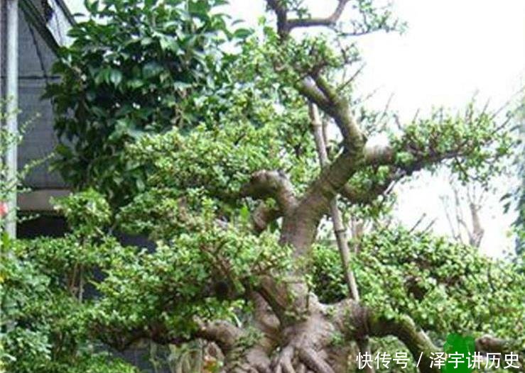 条件■大妈养一株“象鼻”盆景, 从没人要变“万元级”, 才花3个月!