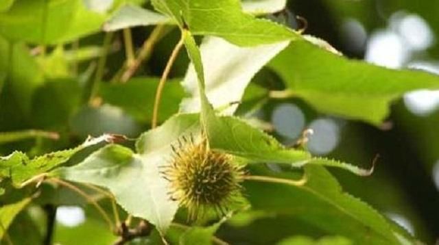  木材|这棵树在农村很常见，树高郁葱葱，农民是无用的木材时，不知道果实是宝贝