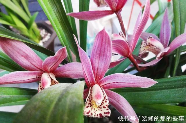 度夏|天热了,养兰花知4点,稳度夏,开花易