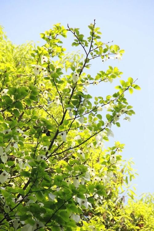  『植物园』太美，快去看，枝头飞舞一片“白鸽”，植物园的“活化石”开花啦