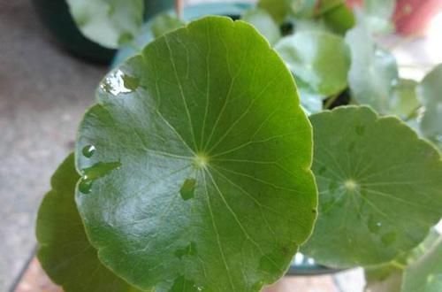  『倒入』把豆浆倒入铜钱草中，奇迹出现了，盆盆疯长爆盆，叶片比拳头还大