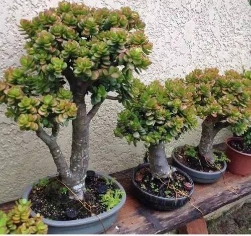  传家宝：玉树长成大老桩，必用3个“秘诀”，越养越值钱，养成传家宝