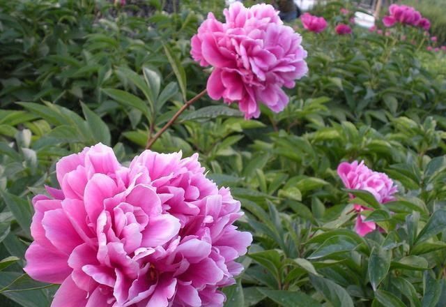  「牡丹」这15种自带“好运”的花，素来招人爱惜，别样雅称更是吸引人
