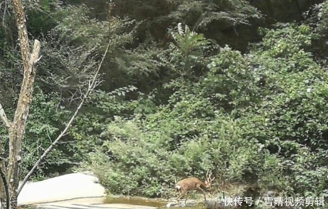 太白山景区多次惊现野生梅花鹿  引来游客驻足围观