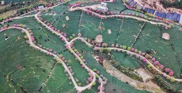  圣地■大陆阿里山，中国最美赏樱圣地，堪比日本樱花，游客慕名而来