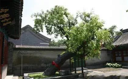  槐树@北京人的生活，一年四季都离不开树！