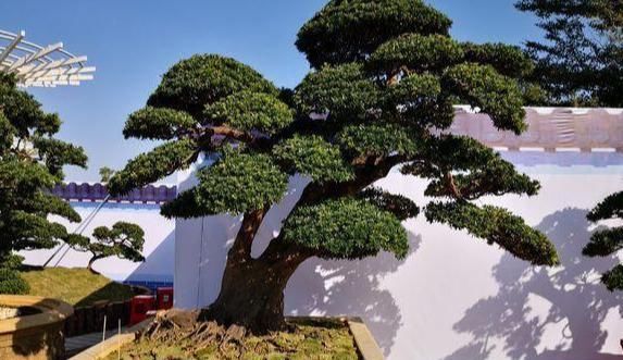  『环状剥皮』怎么制作一盆精致的盆景？压枝的3个方法教给你，制作盆景无压力