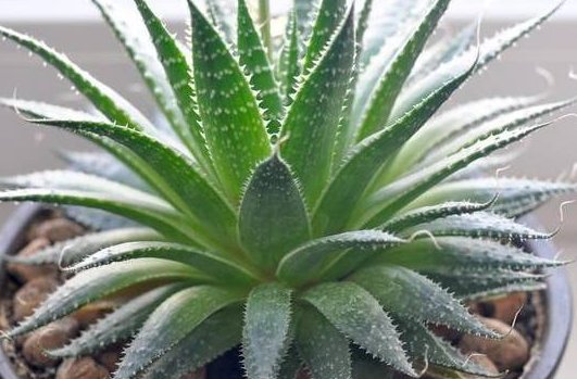  『植物』不小心将“芦荟”叶子掰断了，把它放在水里，结果这样了……