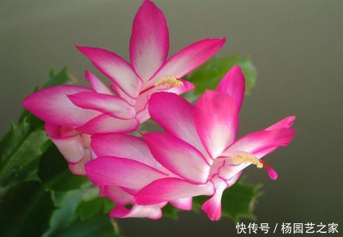  【种植】花卉种植技术：虫害红蜘蛛对花木的危害，怎么进行防治！