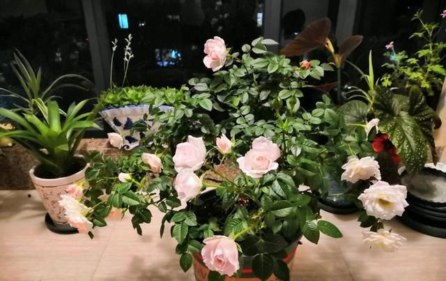  此种：此种木本植物，四季都开花，花朵超美，植株低矮，很适合阳台盆栽