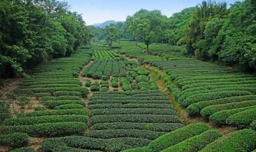 中国著名避暑胜地，位于赣闽两省交界，这里山水秀美茶香四溢