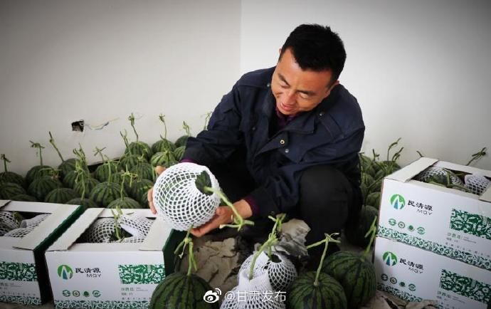  种植■西瓜“空中”挂 甘肃民勤特色种植西瓜上市了