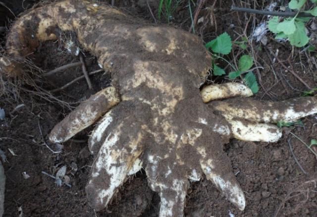  野山药@告诉家乡人，遇见此物别除掉，是好事，目前22元一斤