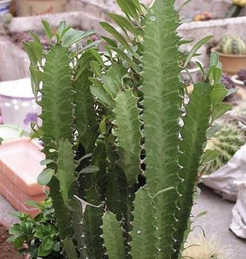  观赏价值：3种室内植物，看起来“太丑”，殊不知有作用，摆家里“吸甲醛”