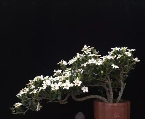  身价：这六种植物越养越值钱，在家养几年，身价翻几倍！你家有几种
