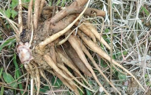  当今|农村路旁一种野草，常被除掉，殊不知当今42元一斤
