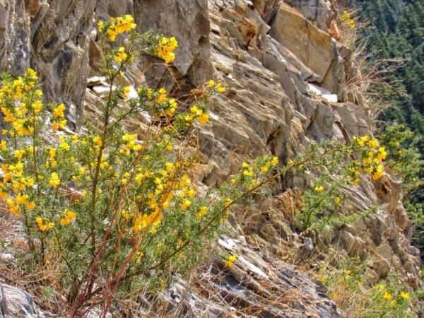  「大熊猫」植物界的“大熊猫”你见过吗？这两天在新龙开花了