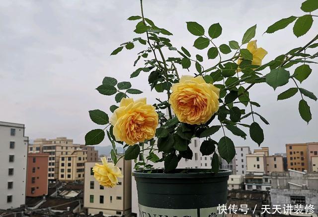 「终于」月季花苞总是出现下垂低头的4个原因,终于知道怎么回事了
