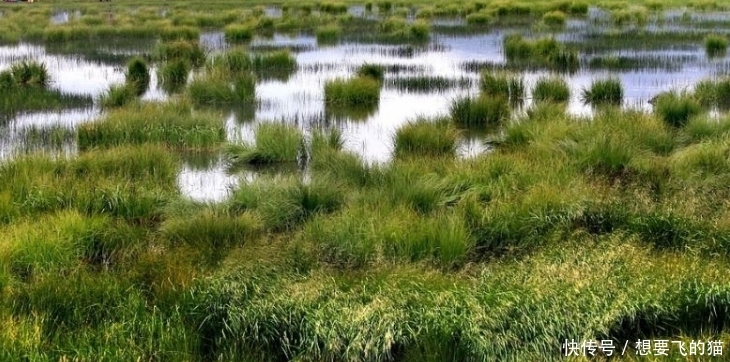 当年红军走过的草地,如今变成什么样了?看到照片让人大开眼界