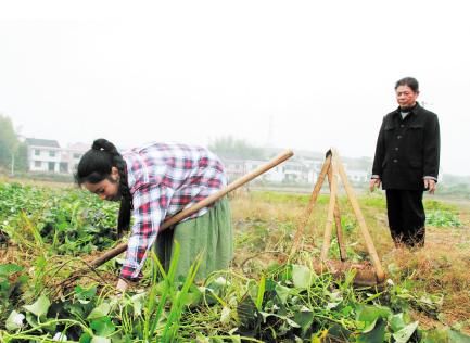  【红薯】亩产高达2吨，刚引进时用于出口，如今5元1斤，却被质疑