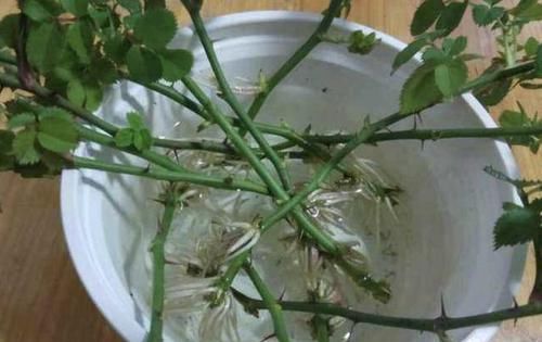 『枝条』沾水能生根的“1种花”,花期比绣球花长,一年开花两百天,美!