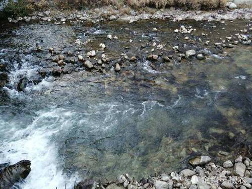 比长江刀鱼还珍贵，全国仅分布20公里，产地都卖到千元一斤