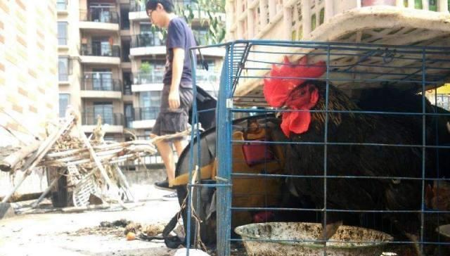  「鸡粪」在楼顶养鸡，鸡粪如何处理呢，记住这些方法！