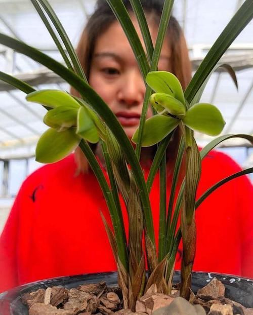  感染■兰花病草的处理及日常管理要点