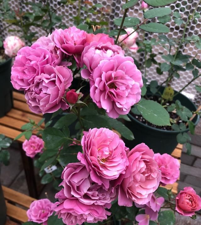  「低矮」阳台养花选这款，植株低矮，种植容易，开花一整年，好看又好养