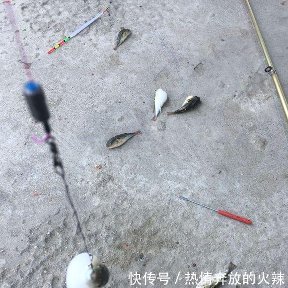几百元一斤的奇鱼，钓起来却被丢弃岸边钓鱼人太凶猛，不敢吃