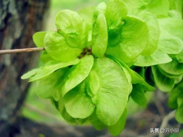  [拳头菜]每逢清明，思念骤起，这9种野菜做法，你最喜欢哪种呢？