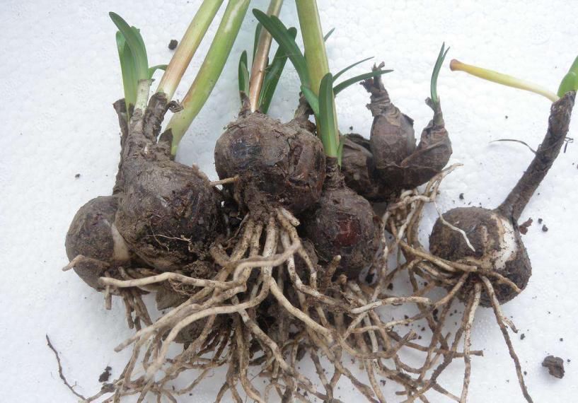  #仿若#这植物叫蟑螂花？其实人家本名叫这个，一绽开仿若盛大烟火！