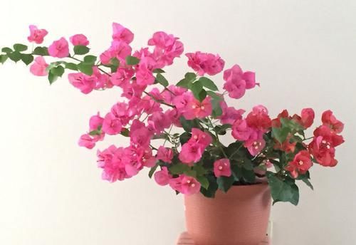  【秀丽】喜欢养菊，就试试”优良名菊“徐妃醉妆，如秀丽妆容，大气磅礴