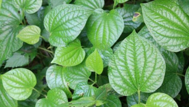  #香料#农村这种植物爬满地，曾是古老的香料，如今是城里人爱吃