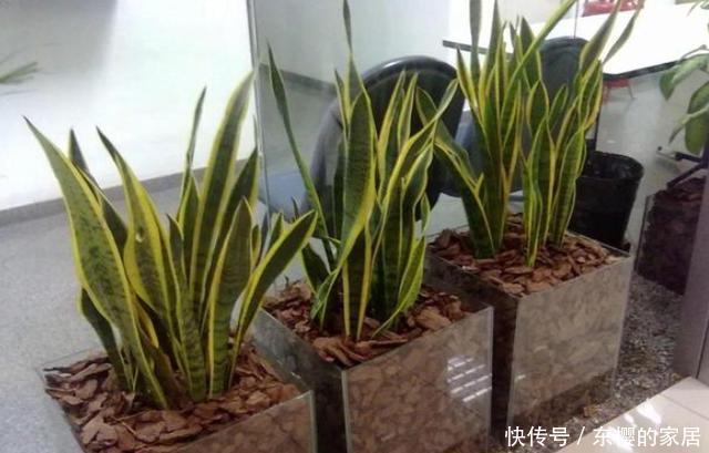 「亲民」如何寻找''亲民高效肥''?靠它们给花草施肥,氮磷钾钙全齐了