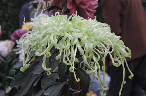  『玫瑰』喜欢玫瑰，不如养盆“珍品绿菊”盘龙，青碧可人，似仙女飞舞！