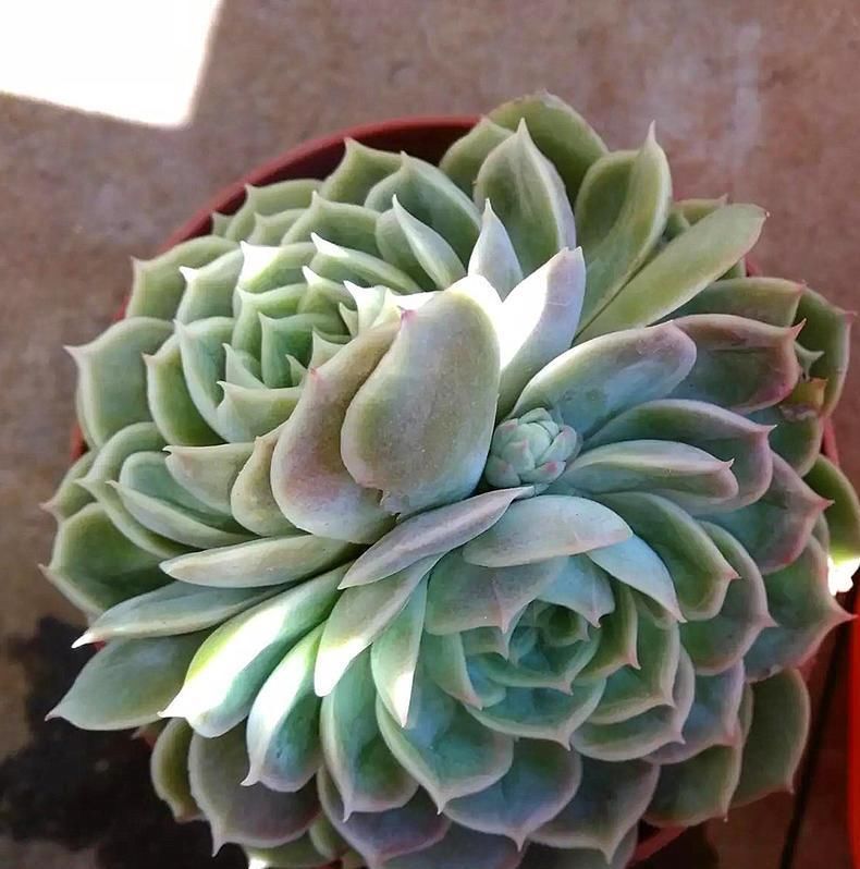 防猫■保护多肉“大作战”, 防鸟防猫防老鼠!